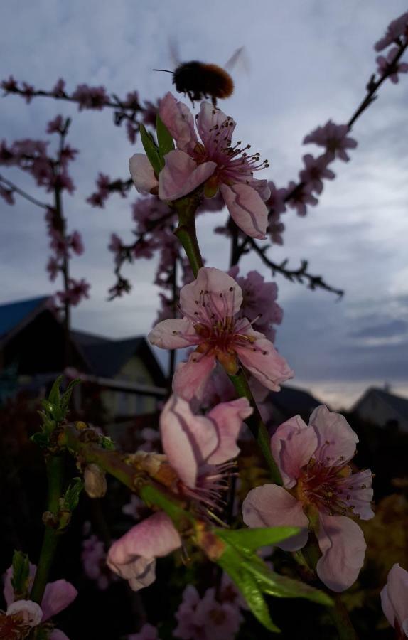 Rieslingstube Bei Britta & Joachim Apartment Undenheim ภายนอก รูปภาพ